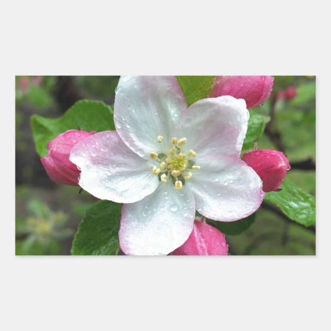 Adesivo Retangular Chuva cai em flor pequena (Frente)