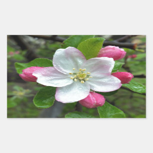 Adesivo Retangular Chuva cai em flor pequena