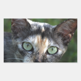 Adesivo Retangular Cinza de Gato Branco Castanho com Olhos Verdes