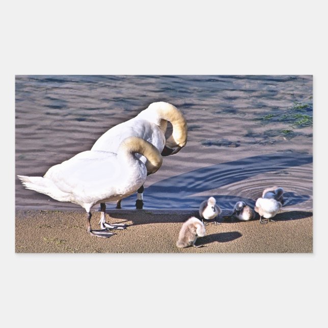 ADESIVO RETANGULAR CISNES (Frente)