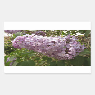 Adesivo Retangular Cluster de Lilac Blossoms Primavera Floral