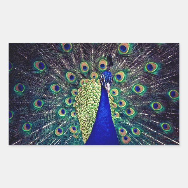 Adesivo Retangular Cobalto Blue Peacock (Frente)