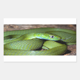 Adesivo Retangular Cobra de gato verde