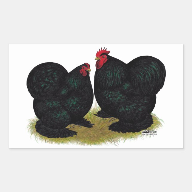 Adesivo Retangular Cochins Black Bantam Pair (Frente)