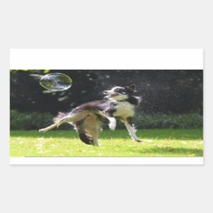 Adesivo Retangular collie de borda com bolha de sabão