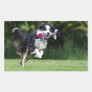 Adesivo Retangular collie de borda correndo com brinquedo