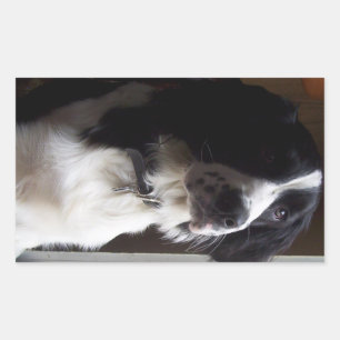 Adesivo Retangular collie de borda p2