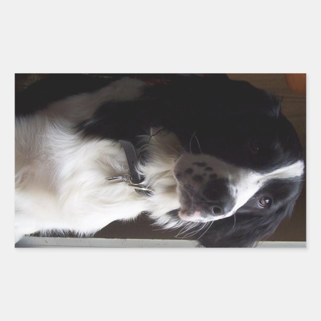 Adesivo Retangular collie de borda p2 (Frente)