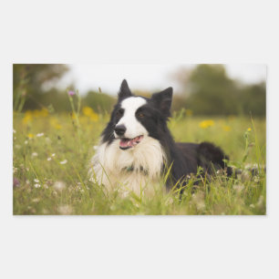 Adesivo Retangular collie de fronteira em flores silvestres