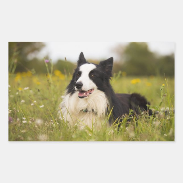 Adesivo Retangular collie de fronteira em flores silvestres (Frente)