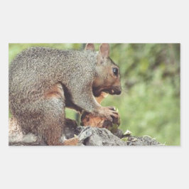 Adesivo Retangular Comida de esquilo