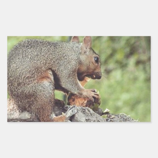 Adesivo Retangular Comida de esquilo (Frente)