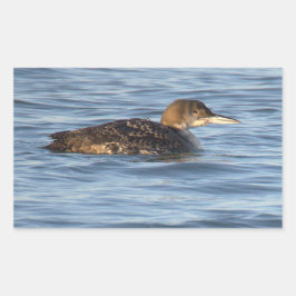 Adesivo Retangular Common Loon Bird Stickers