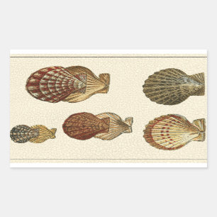 Adesivo Retangular Conchas Antigas Raspadas