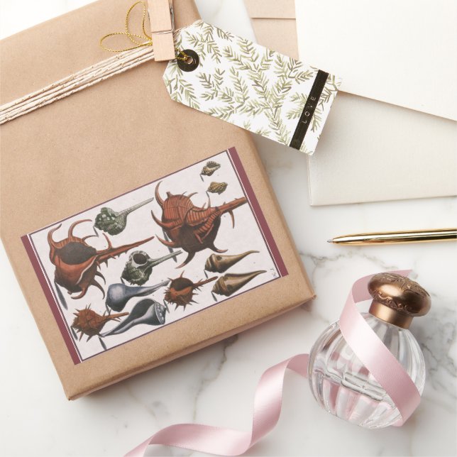 Adesivo Retangular Conchas, Conchas Marinhas Antigas, Vida Marinha do (Presentear)