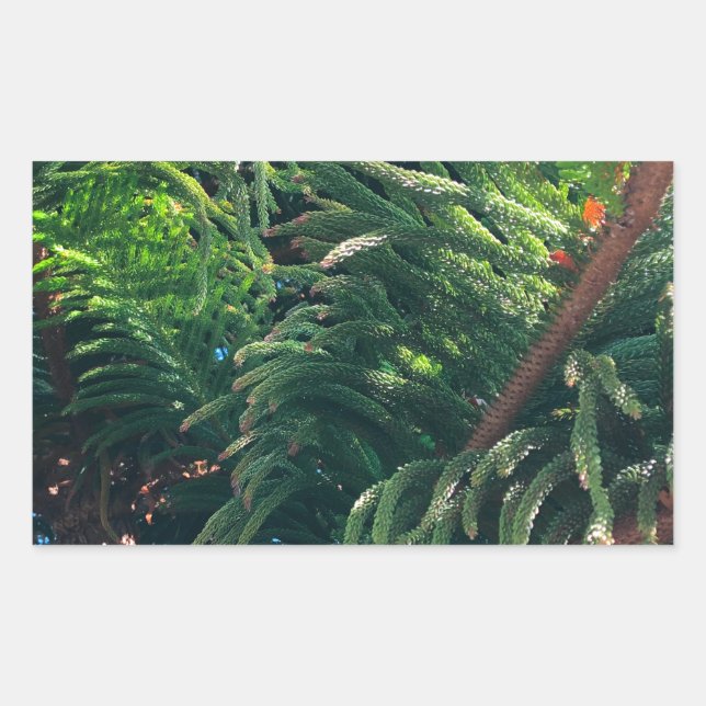 Adesivo Retangular Coníferas de pinheiros-verdes (Frente)