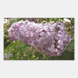 Adesivo Retangular Conjunto de primavera das flores do Lilac floral