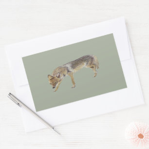 Adesivo Retangular Coyote