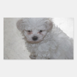 Adesivo Retangular Cuppy Maltês (9 Meses De Idade)