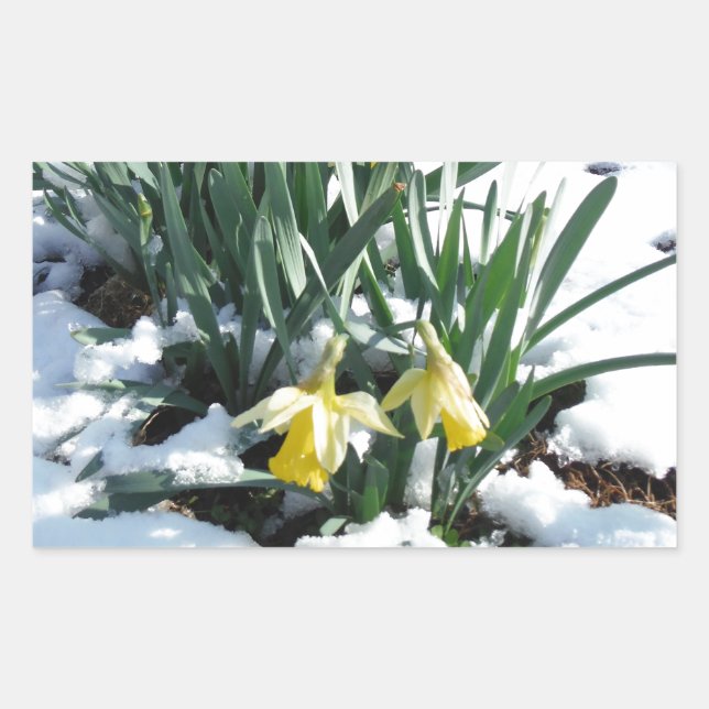 Adesivo Retangular Daffodilos amarelos na neve (Frente)