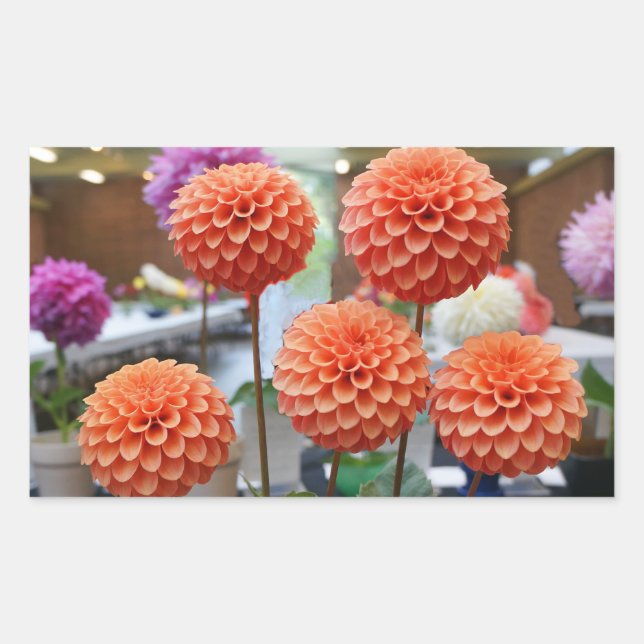 Adesivo Retangular Dahlia Rosa Toscano #1-2 Stickers (Frente)
