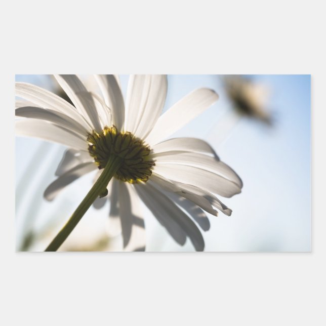 Adesivo Retangular Daisy sticker (Frente)