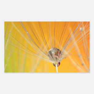 Adesivo Retangular Dandelion Blossoms Flores Destino Paz Amor Arte