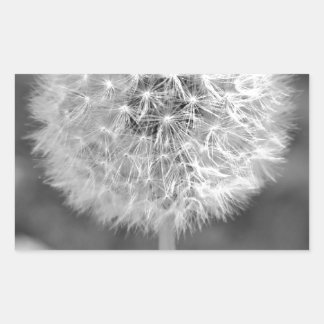 Adesivo Retangular Dandelion foi para a semente