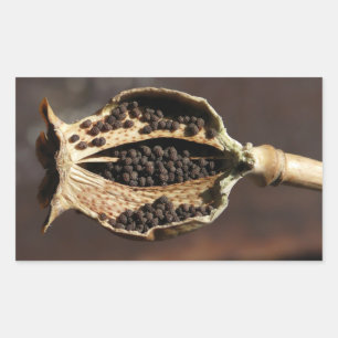 Adesivo Retangular Dentro de um vagem da flor da papoila