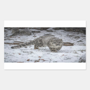 Adesivo Retangular Desengaço de Cub do leopardo de neve