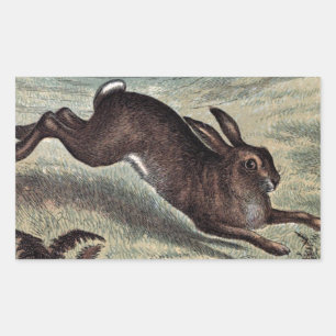 Adesivo Retangular Desenho do vintage: Lebre Running em um campo