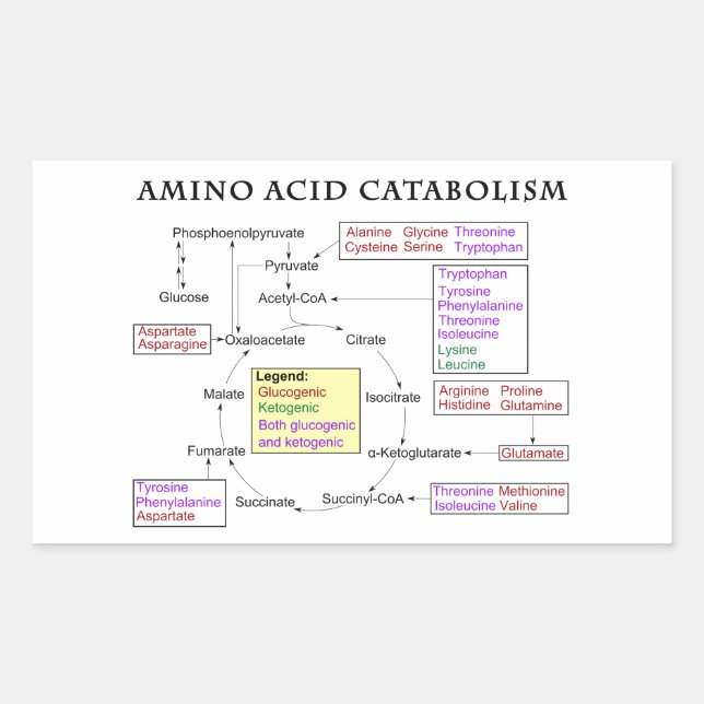 Adesivo Retangular Diagrama do catabolismo do ácido aminado (Frente)