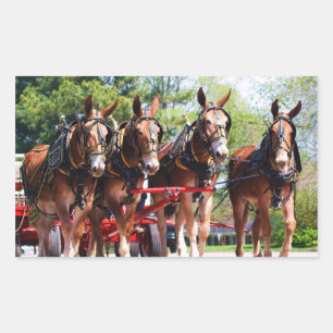 Adesivo Retangular dias da mula