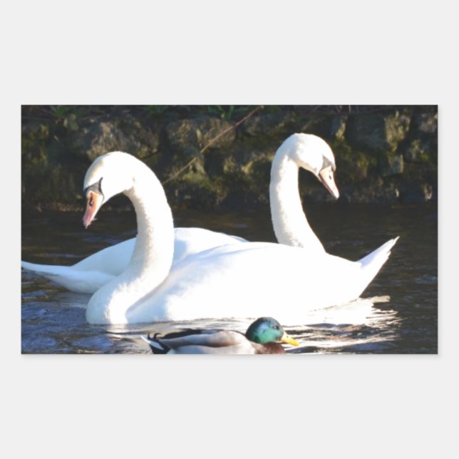 Adesivo Retangular Dois Cisnes E Um Pato (Frente)