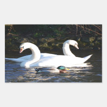 Dois Cisnes E Um Pato