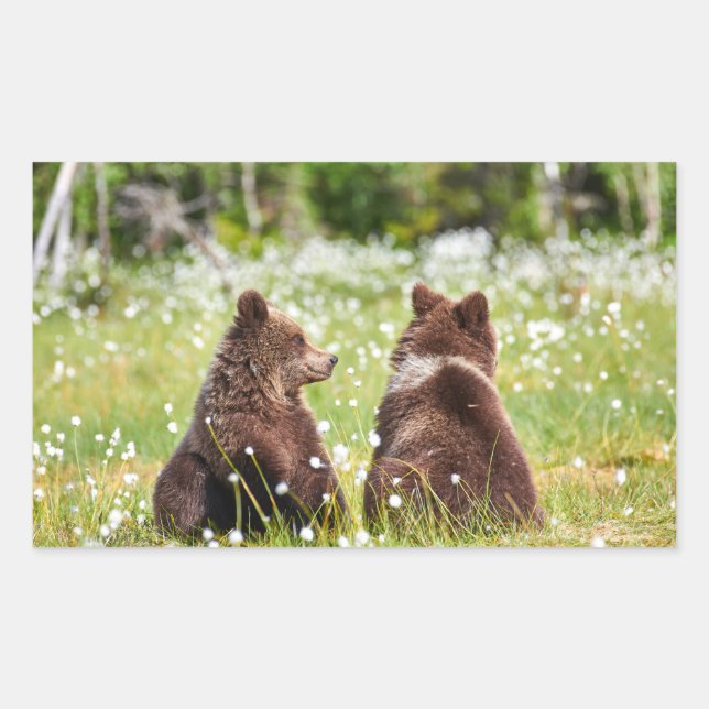 Adesivo Retangular Dois ursos castanhos jovens (Frente)