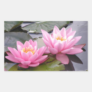 Adesivo Retangular Dois waterlilies do rosa selvagem em uma lagoa