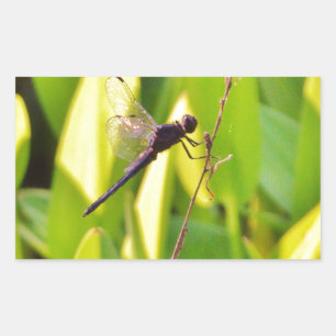 Adesivo Retangular Dragonfly Blue e preto na grama.