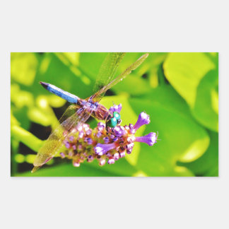 Adesivo Retangular Dragonfly de cor arco-íris numa flor rosa púrpura