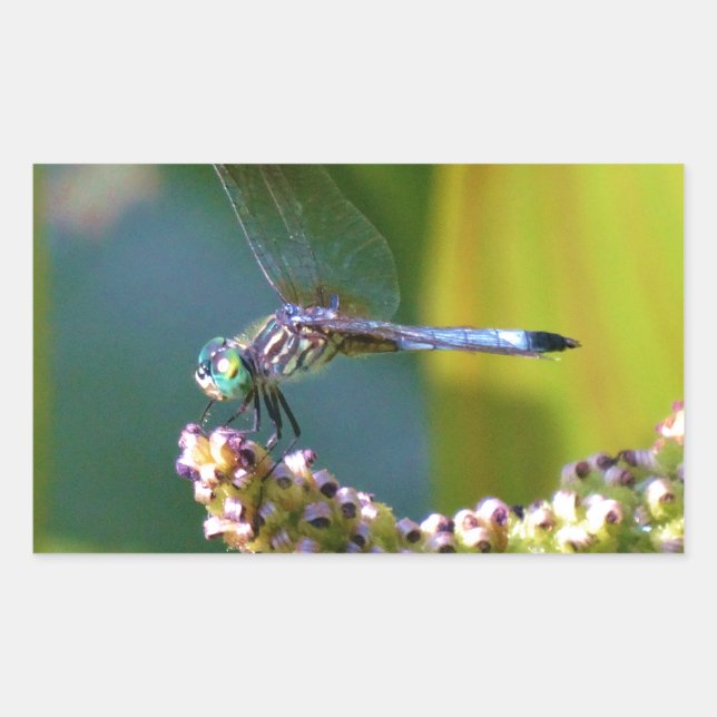 Adesivo Retangular Dragonfly de olhos lacrimejados (Frente)