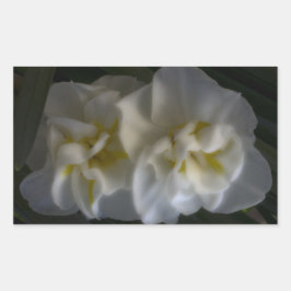 Adesivo Retangular Dreamy Narcissus Daffodils