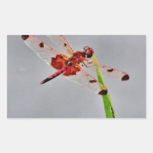 ADESIVO RETANGULAR DSC00029.JPG