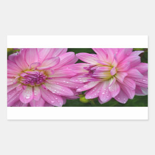 Adesivo Retangular Duas flores cor-de-rosa da dália
