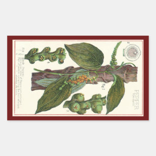 Adesivo Retangular Especiarias das ervas da comida do vintage, planta