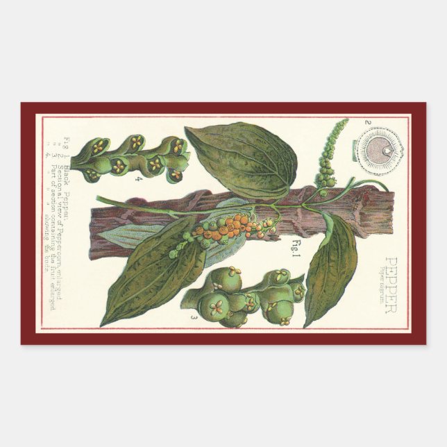 Adesivo Retangular Especiarias de Comidas de vindima, pimenta preta (Frente)