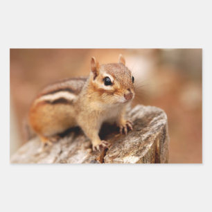 Adesivo Retangular Espera bonito do Chipmunk