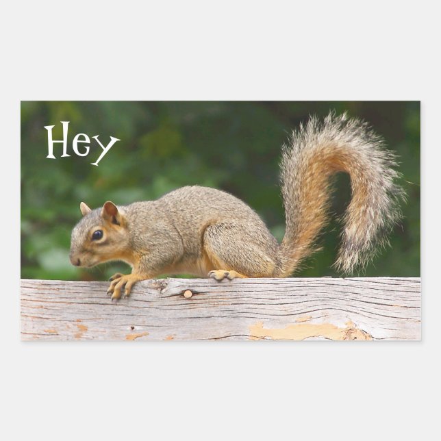 Adesivo Retangular Esquilo nos Autocolantes (Frente)