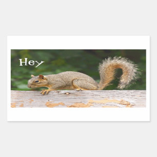 Adesivo Retangular Esquilo nos Autocolantes