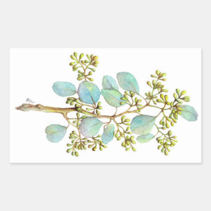 Adesivo Retangular Eucalyptus 01 com sementes
