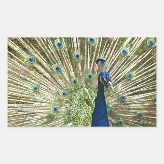 Adesivo Retangular Exibição de Peacock (Frente)